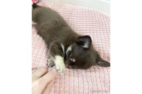 成約済の埼玉県のチワワ(ロングコート)-174155の10枚目