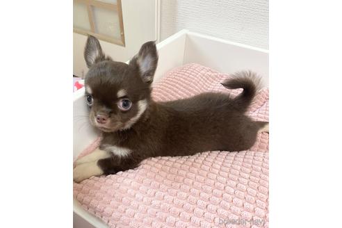 成約済の埼玉県のチワワ(ロングコート)-174155の7枚目