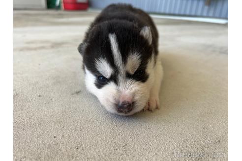 成約済の山梨県のシベリアンハスキー-174854の8枚目