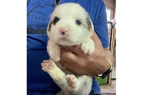 成約済の長野県のボーダーコリー-175252の1枚目