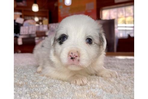 成約済の長野県のボーダーコリー-175252の4枚目