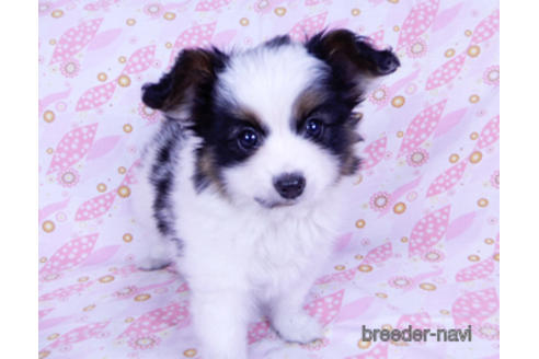 成約済の千葉県のパピヨン-176180の3枚目