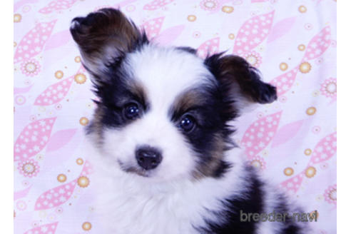 成約済の千葉県のパピヨン-176180の2枚目