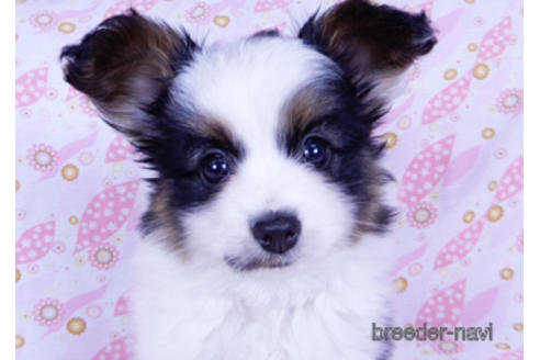 成約済の千葉県のパピヨン-176180