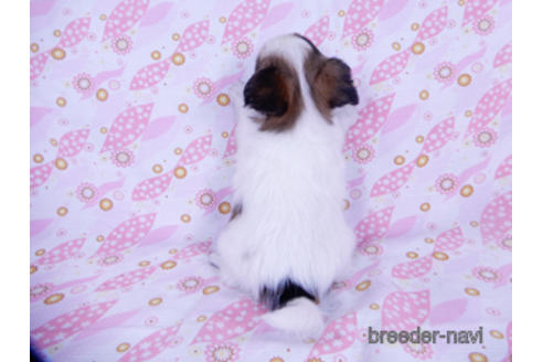 成約済の千葉県のパピヨン-175078の4枚目