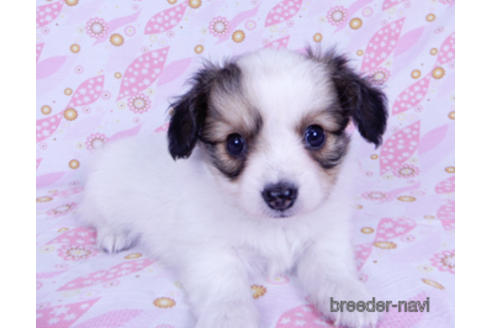 成約済の千葉県のパピヨン-175078の3枚目