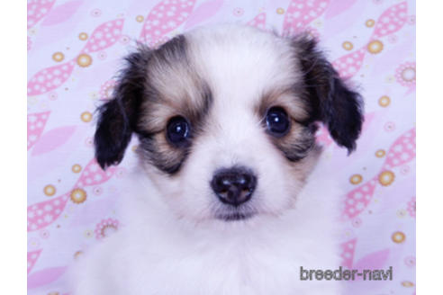 成約済の千葉県のパピヨン-175078の2枚目