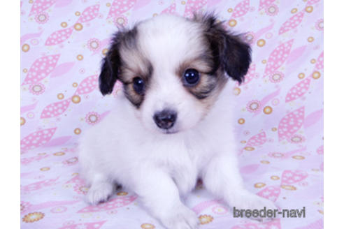 成約済の千葉県のパピヨン-175078の1枚目