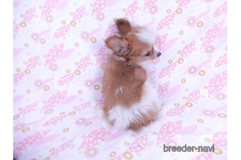 成約済の千葉県のパピヨン-171097の11枚目