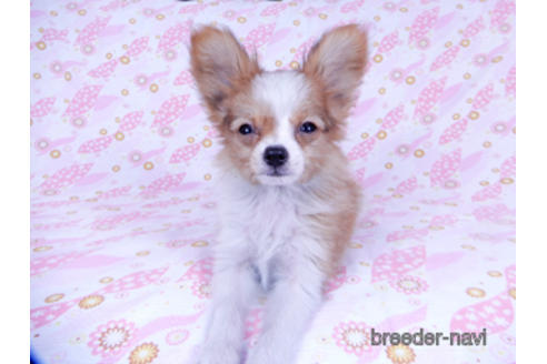 成約済の千葉県のパピヨン-171097の10枚目