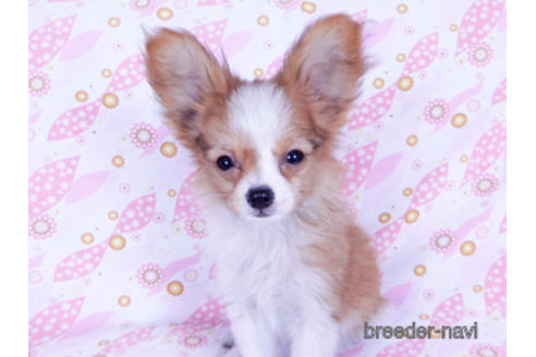 成約済の千葉県のパピヨン-171097の9枚目