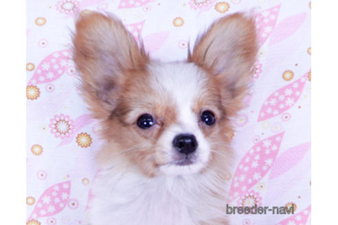 成約済の千葉県のパピヨン-171097の8枚目