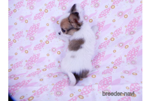 成約済の千葉県のパピヨン-176038の4枚目