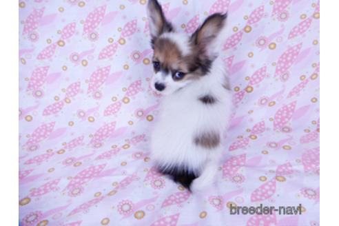 成約済の千葉県のパピヨン-173208の4枚目