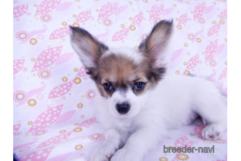 成約済の千葉県のパピヨン-173208の3枚目