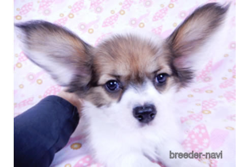 成約済の千葉県のパピヨン-173208の2枚目