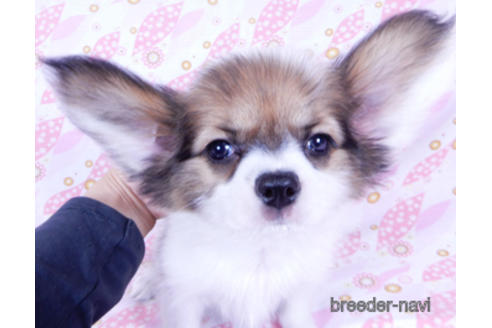 成約済の千葉県のパピヨン-173208の1枚目