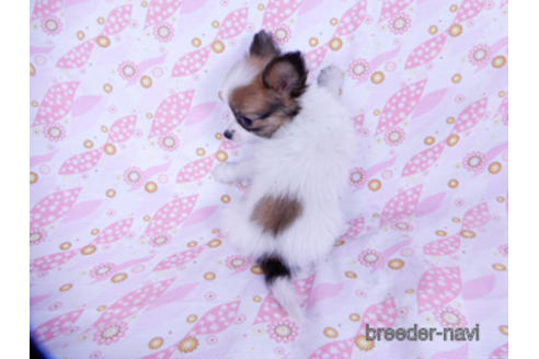 成約済の千葉県のパピヨン-176041の4枚目