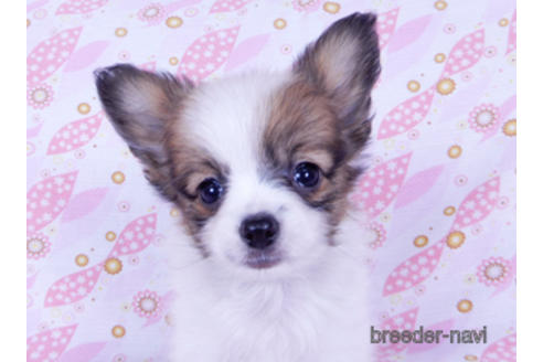 成約済の千葉県のパピヨン-176041の3枚目