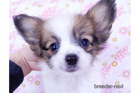 成約済の千葉県のパピヨン-176041の1枚目