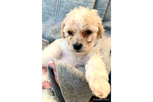 成約済の東京都のミックス犬-176788の29枚目
