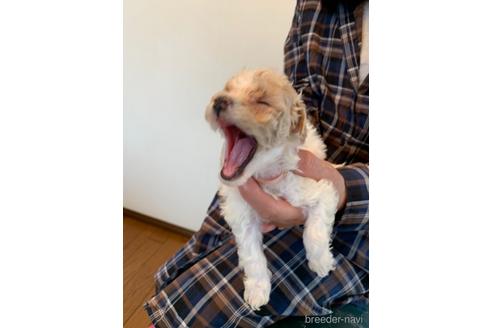 成約済の東京都のミックス犬-176790の18枚目