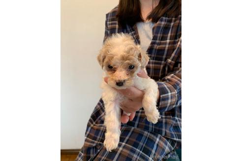 成約済の東京都のミックス犬-176790の16枚目