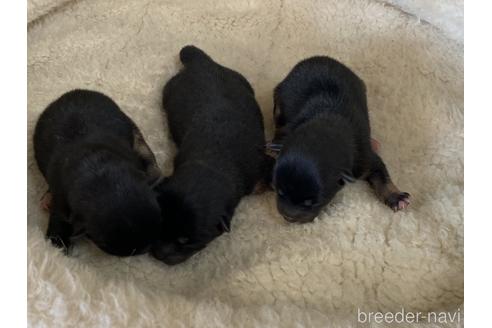 成約済の岡山県の豆柴-176805の6枚目