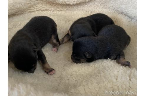 成約済の岡山県の豆柴-176805の5枚目