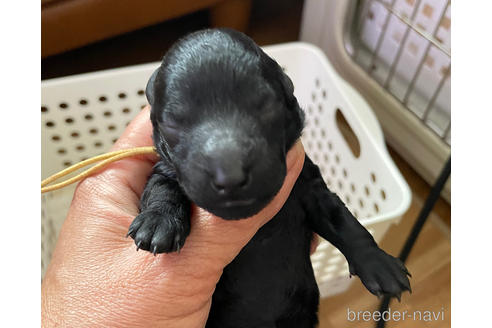 成約済の千葉県のトイプードル-176814の2枚目
