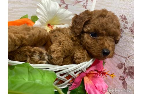 成約済の徳島県のタイニープードル-175796の3枚目