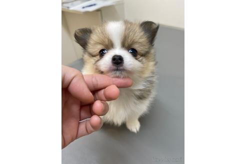 成約済の新潟県のポメチワ:ポメラニアン×チワワ-174168の3枚目