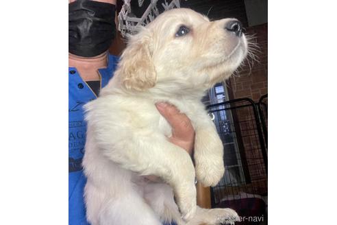 成約済の長野県のミックス犬-176849の7枚目