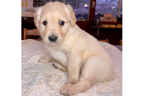 成約済の長野県のミックス犬-176849の3枚目