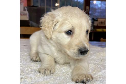 成約済の長野県のミックス犬-176849の1枚目