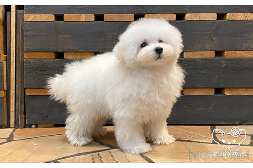 成約済の愛知県のタイニープードル-170468の2枚目