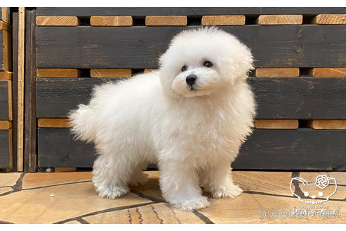 成約済の愛知県のタイニープードル-170468の3枚目