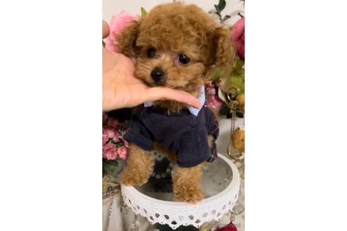 成約済の広島県のティーカッププードル-174613の1枚目