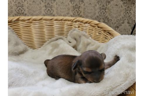 成約済の千葉県のミニチュアダックスフンド(ロングヘアード)-176987の4枚目