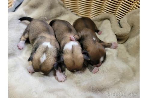 成約済の千葉県のチワワ(ロングコート)-176989の2枚目