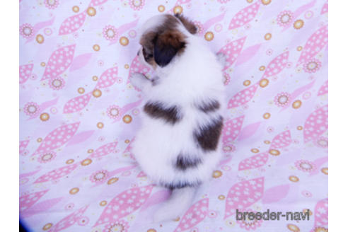 成約済の千葉県のパピヨン-176909の12枚目