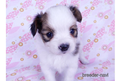 成約済の千葉県のパピヨン-176909の11枚目