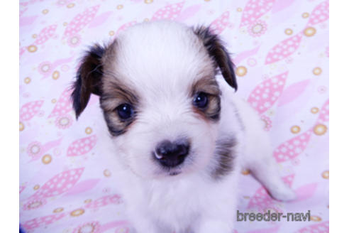 成約済の千葉県のパピヨン-176909の10枚目