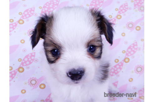 成約済の千葉県のパピヨン-176909の9枚目