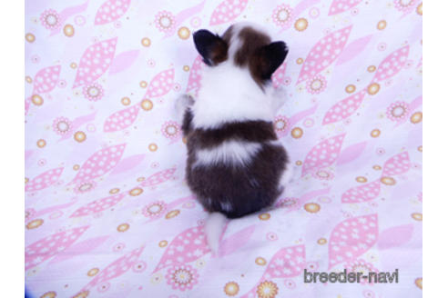 成約済の千葉県のパピヨン-176913の4枚目