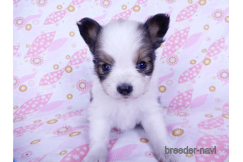 成約済の千葉県のパピヨン-176913の3枚目