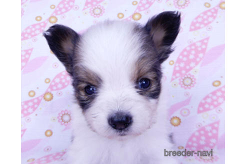 成約済の千葉県のパピヨン-176913