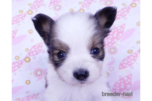 成約済の千葉県のパピヨン-176913の2枚目