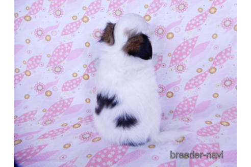 成約済の千葉県のパピヨン-176915の24枚目