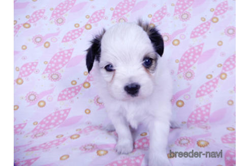 成約済の千葉県のパピヨン-176915の23枚目